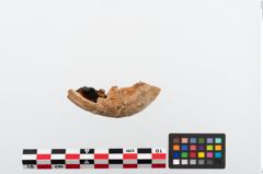 Foto von Elfenbeinschwertknauf (NHMW-PRAE-024490a1)